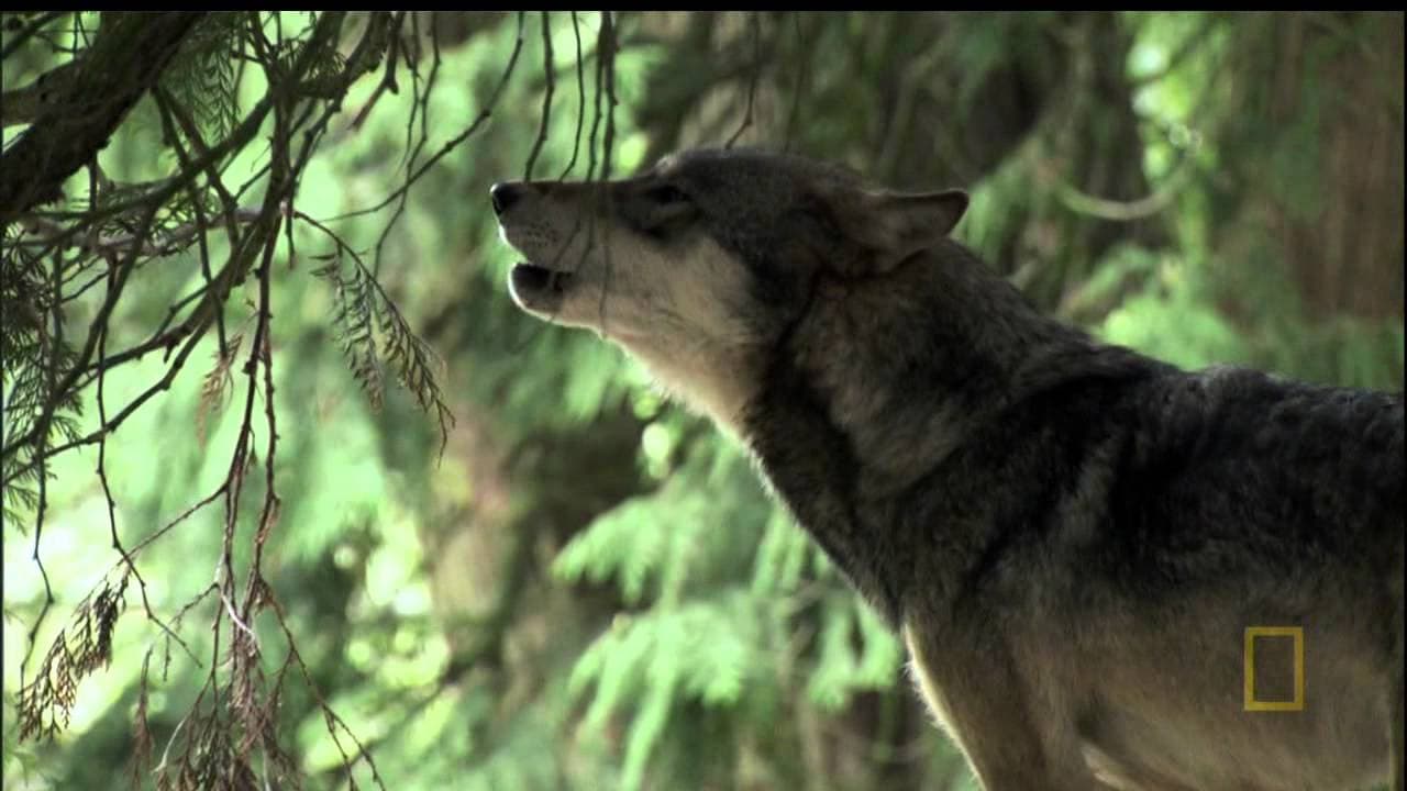 Viviendo con lobos