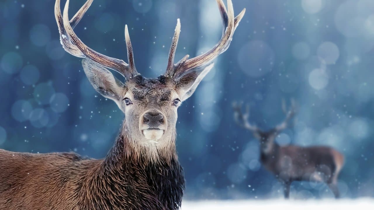 Invierno animal