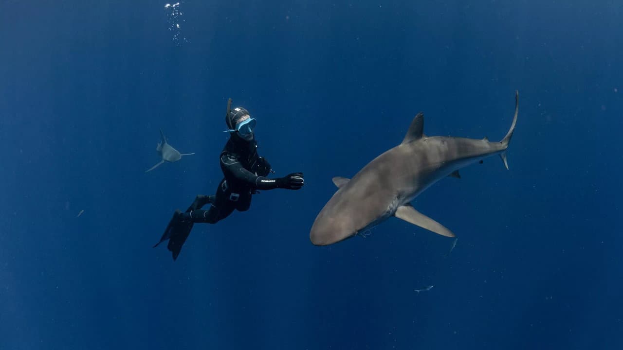 Requins, l'aventure secrète