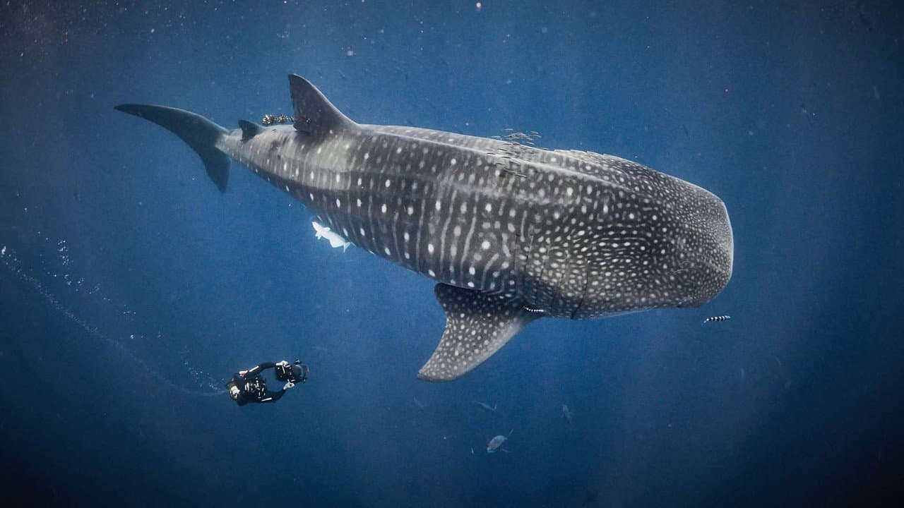 Tiburones de cerca