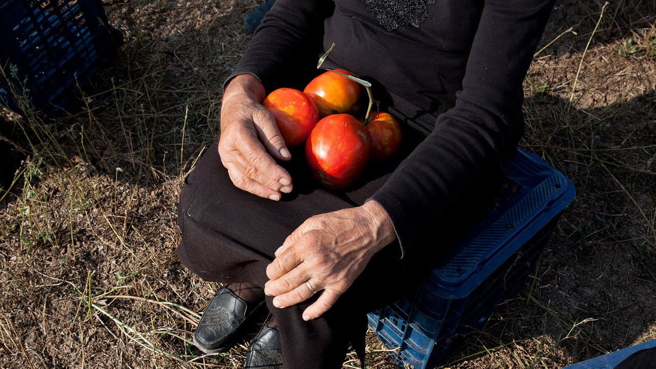Los tomates escuchan a Wagner