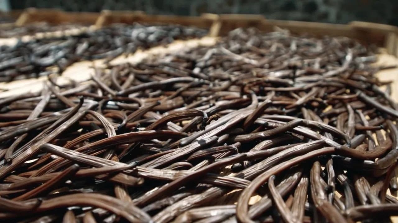 On va déguster : La vanille, l'or noir des saveurs