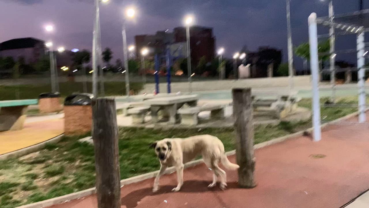 街頭狗