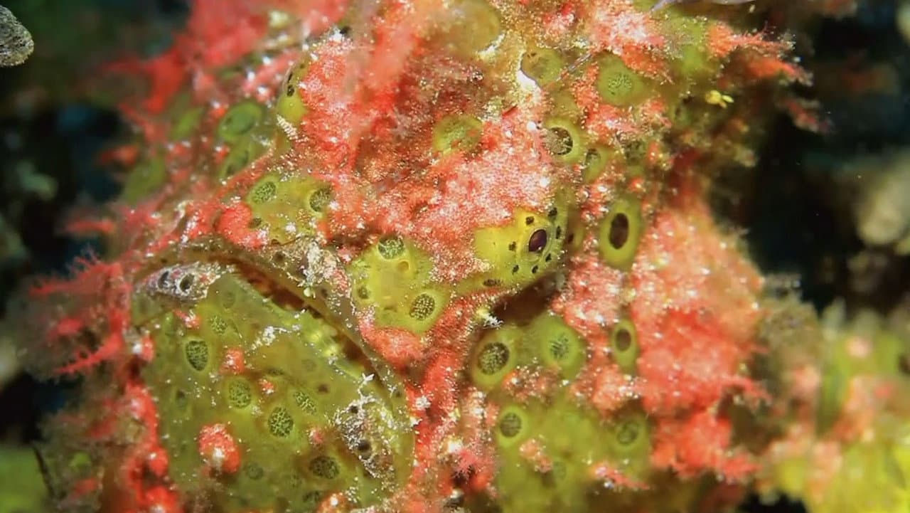 Peces increíbles