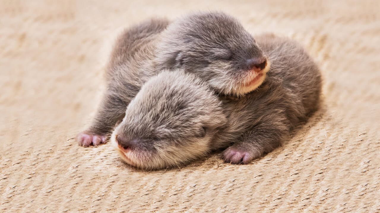 Bebés animales - Webcam