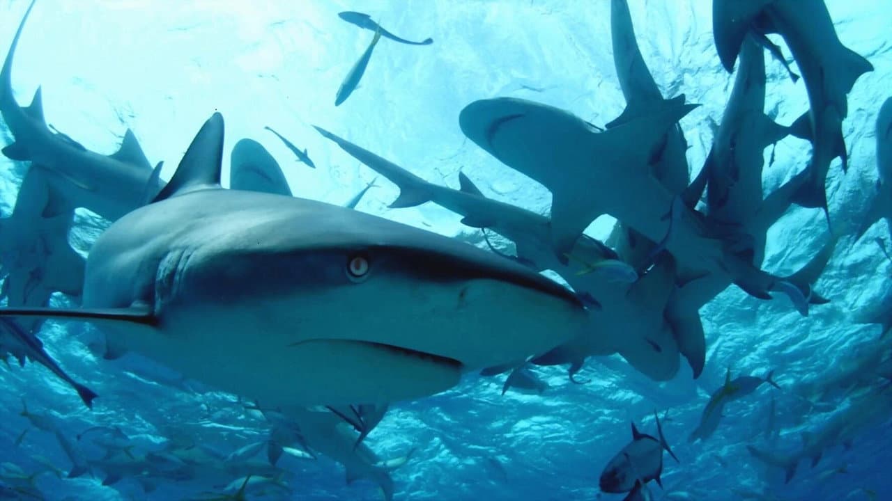 Bucear entre tiburones