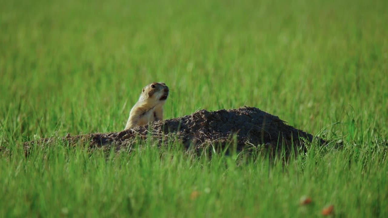 Erase una vez en la pradera