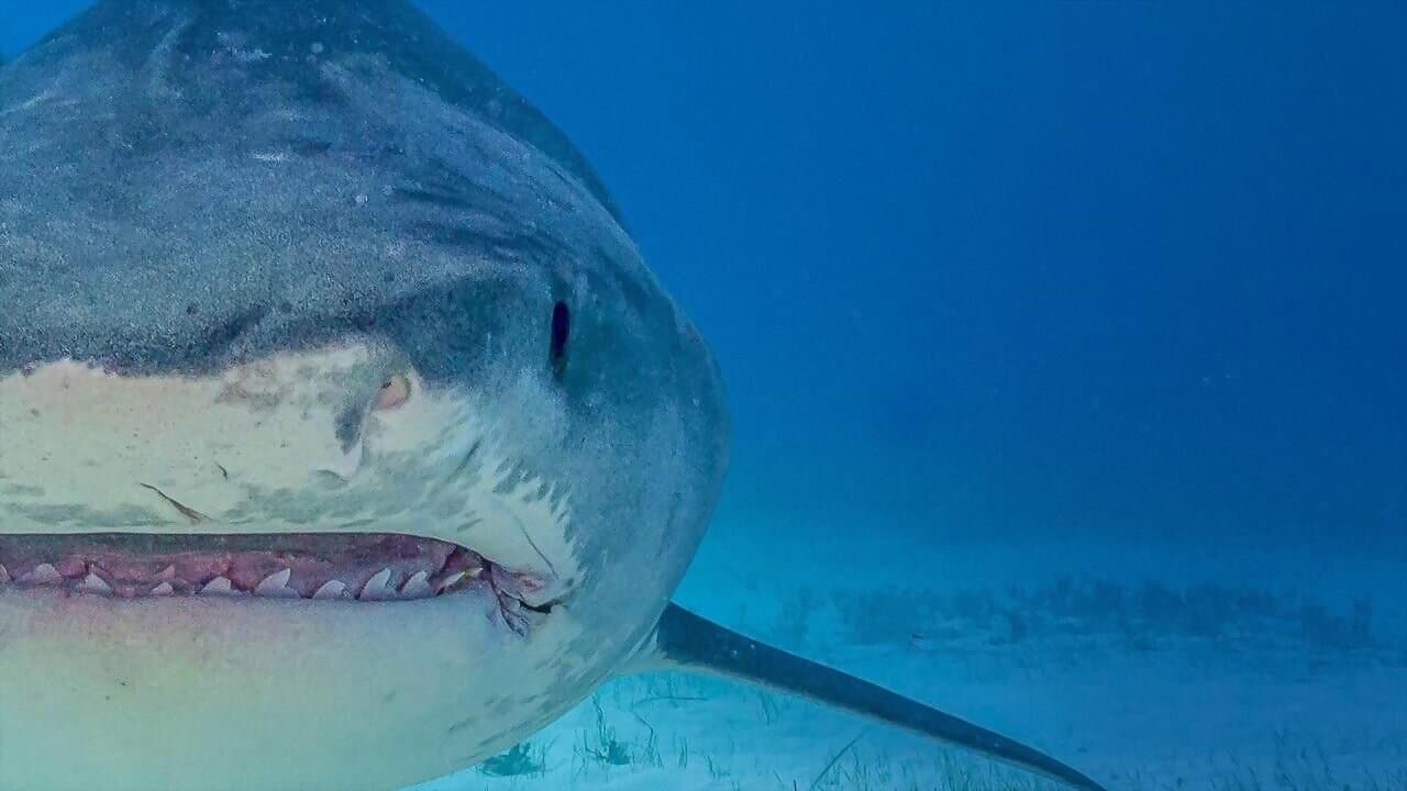 Tiburones colosales