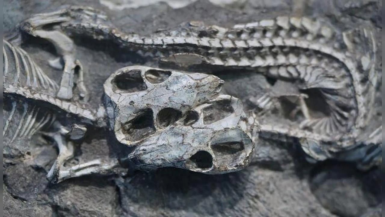 The Origins of Mammals