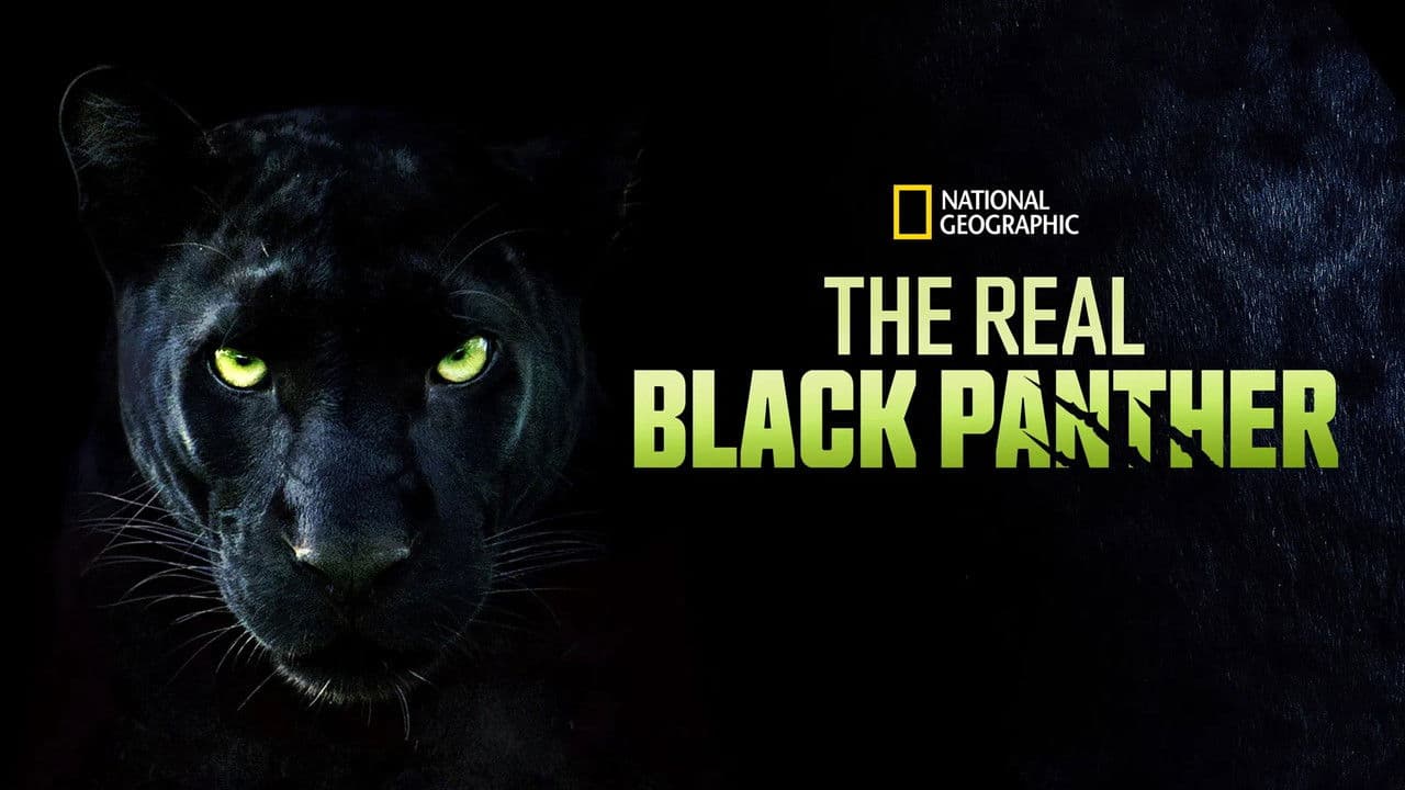 La Verdadera Pantera Negra