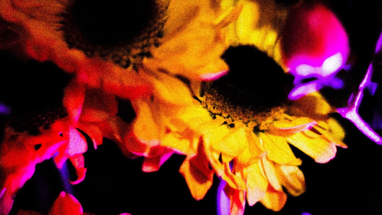 Flores (II)
