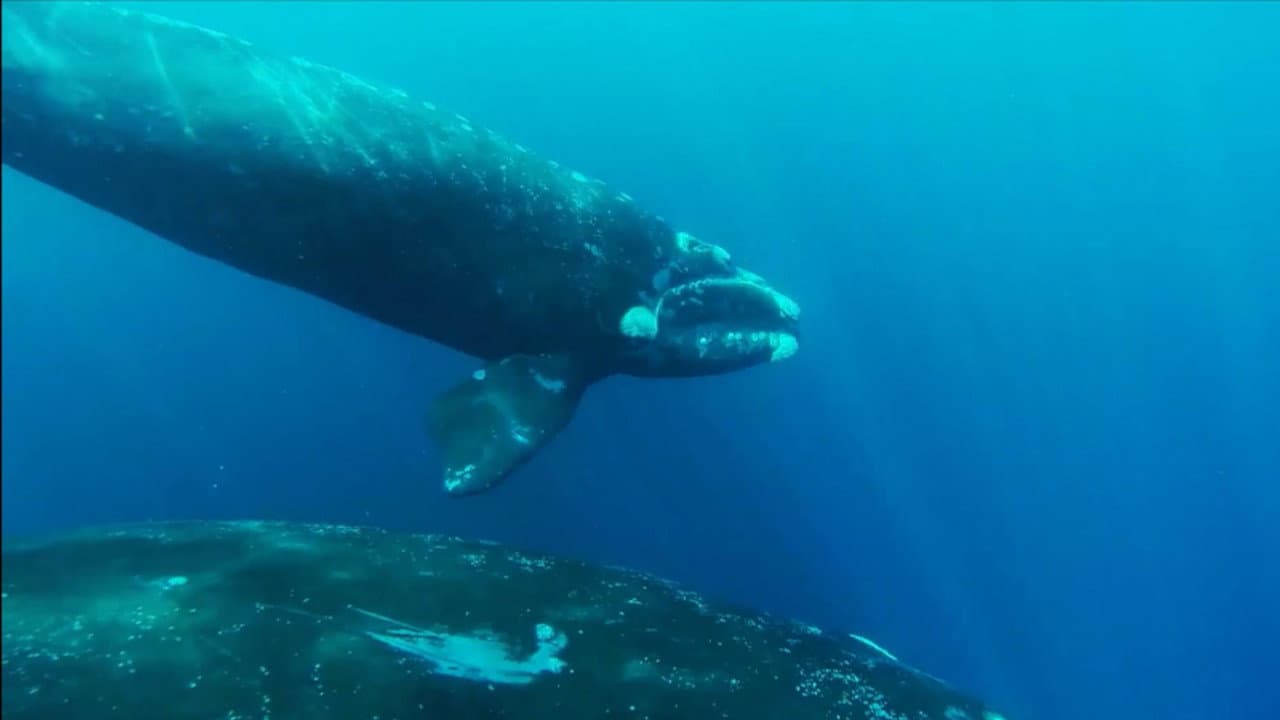 El Encanto de las Ballenas