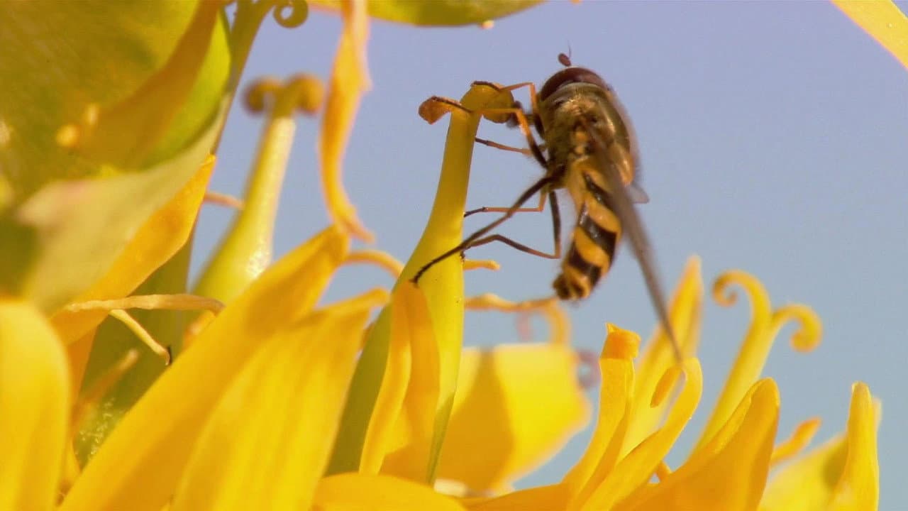 El mundo de los Insectos