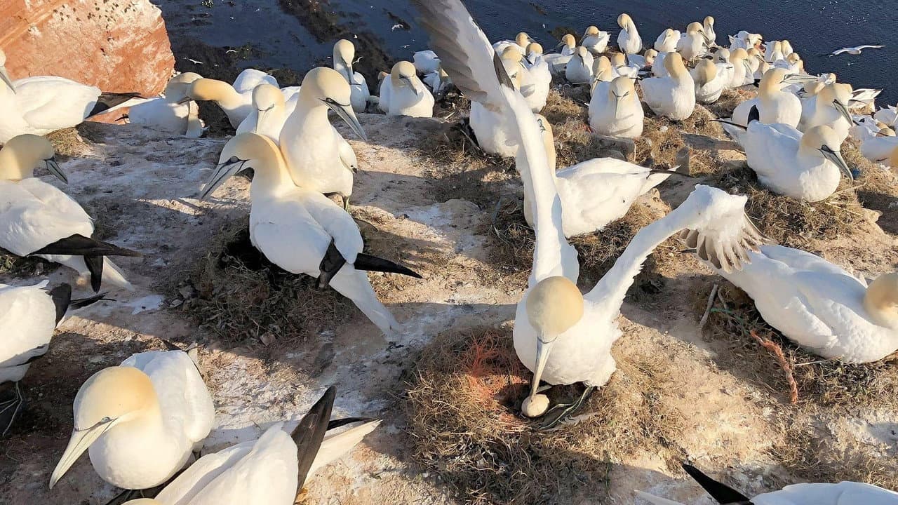 Helgoland - Wilde Welt am roten Felsen