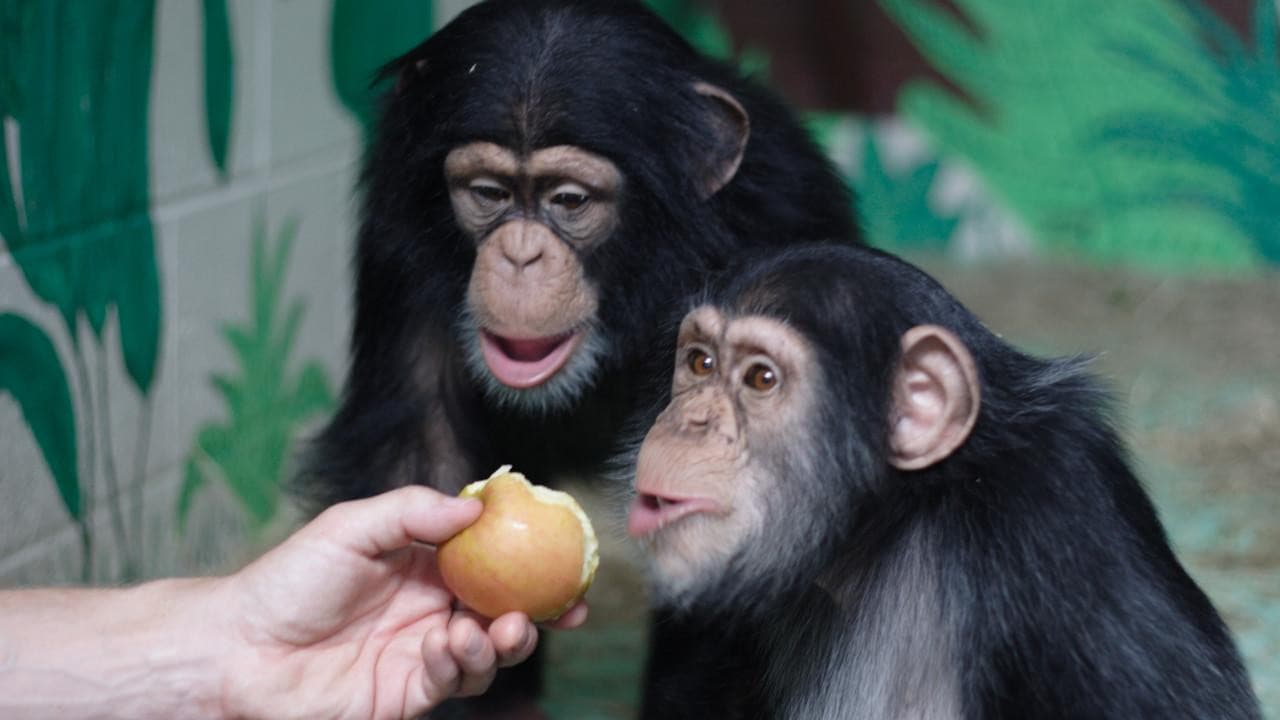 La herencia del primate