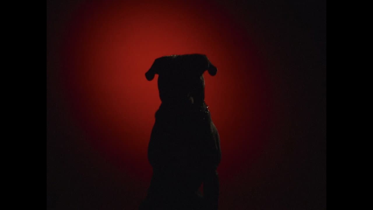 Mutilada por un perro