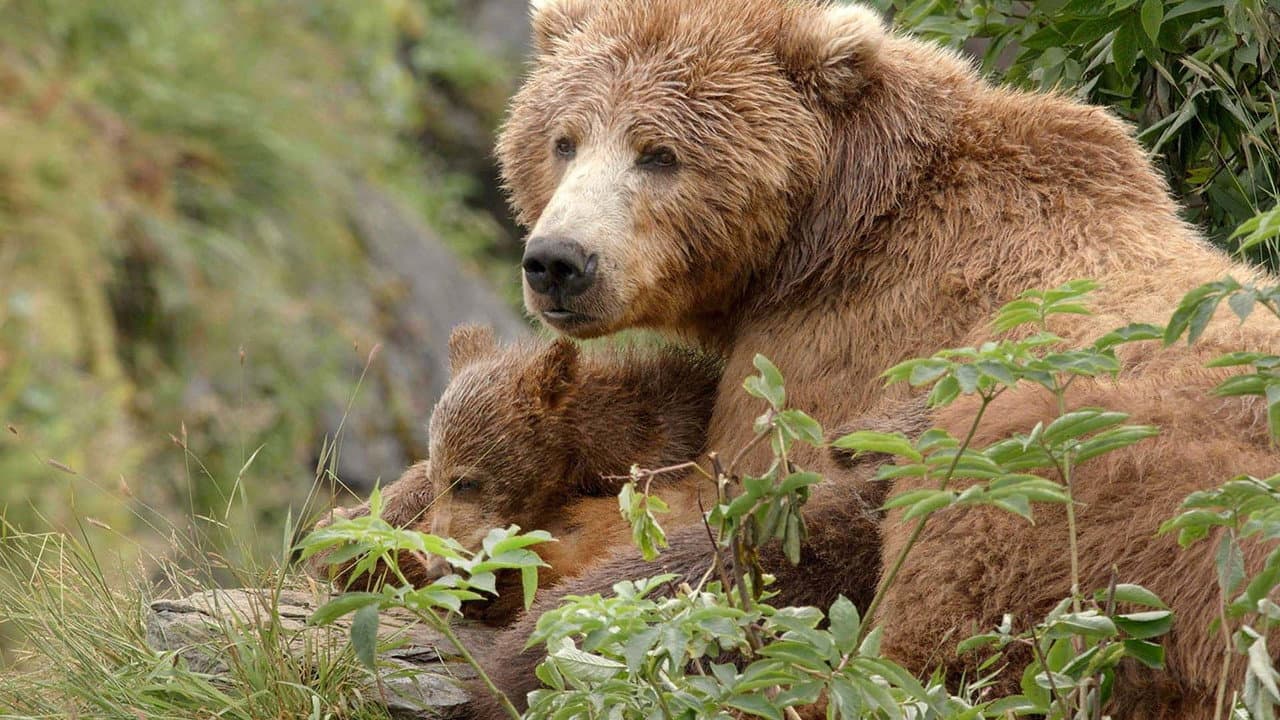 Los osos gigantes de Alaska