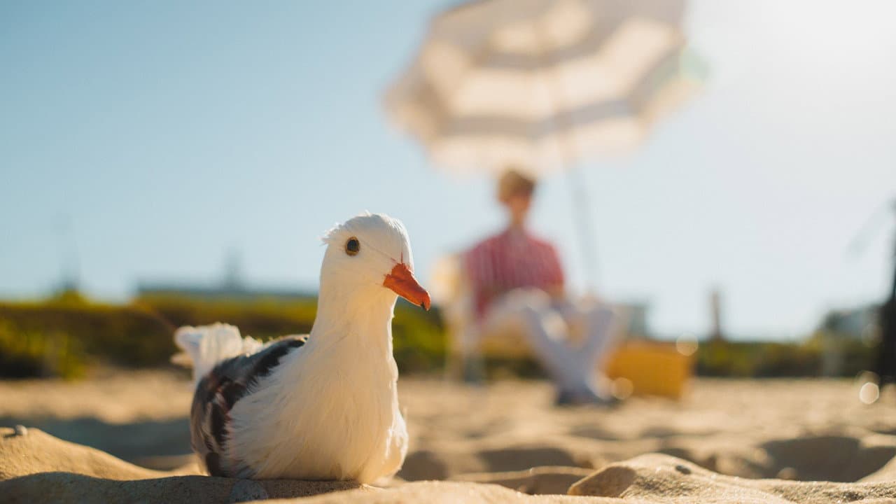 Mouette et Rayures
