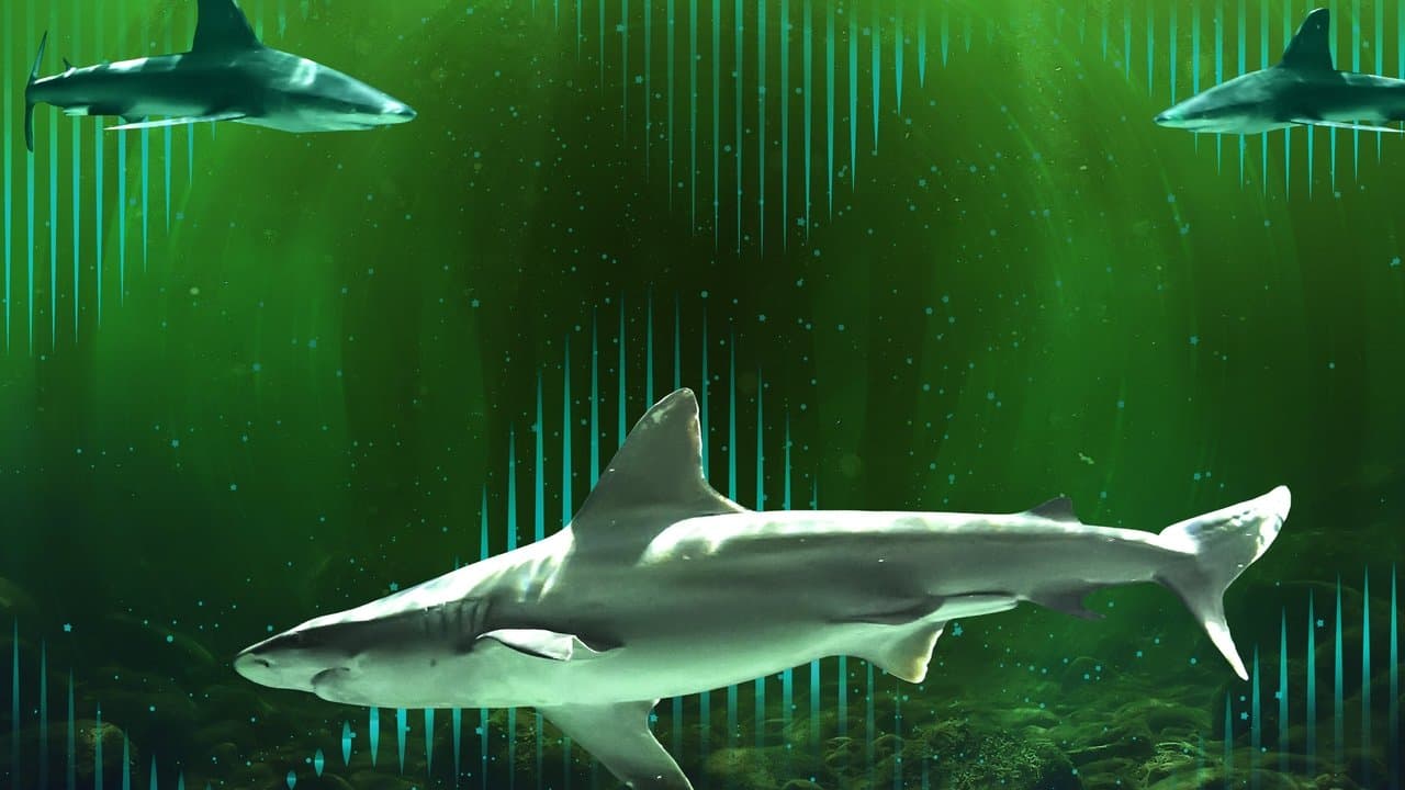 El ingenio del tiburón toro