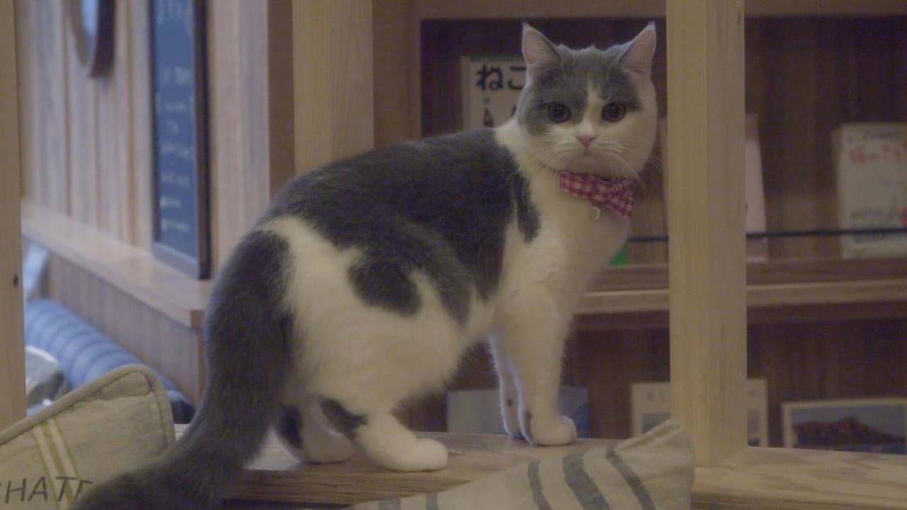猫カフェ