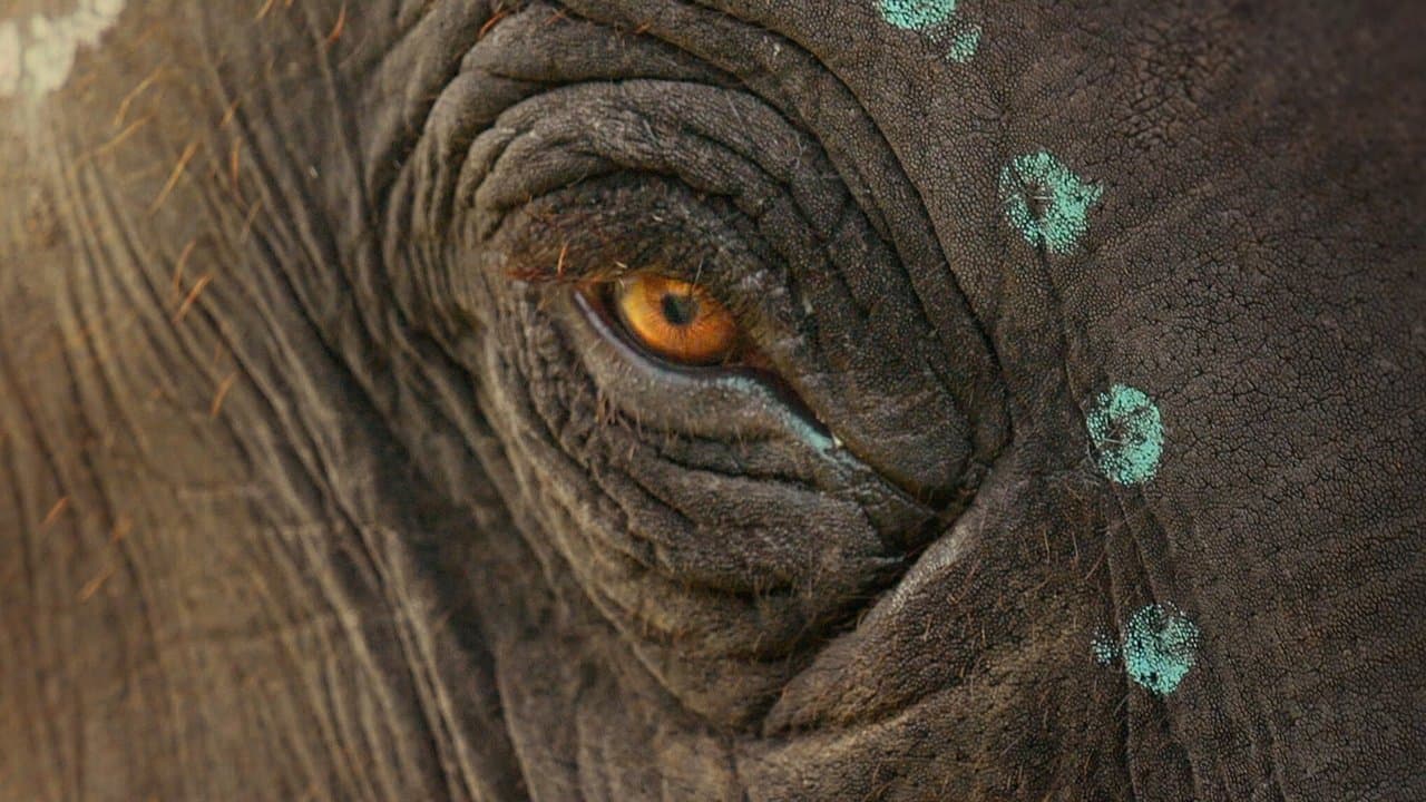 Nuestro bebé elefante