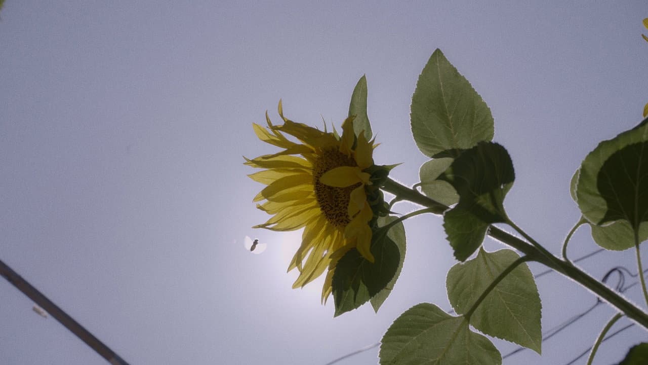La casa de los girasoles