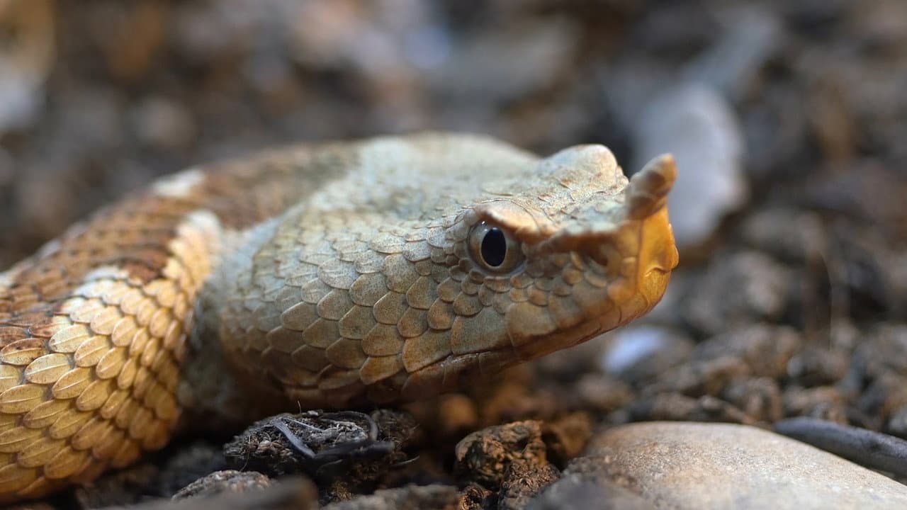 La super serpiente Africana