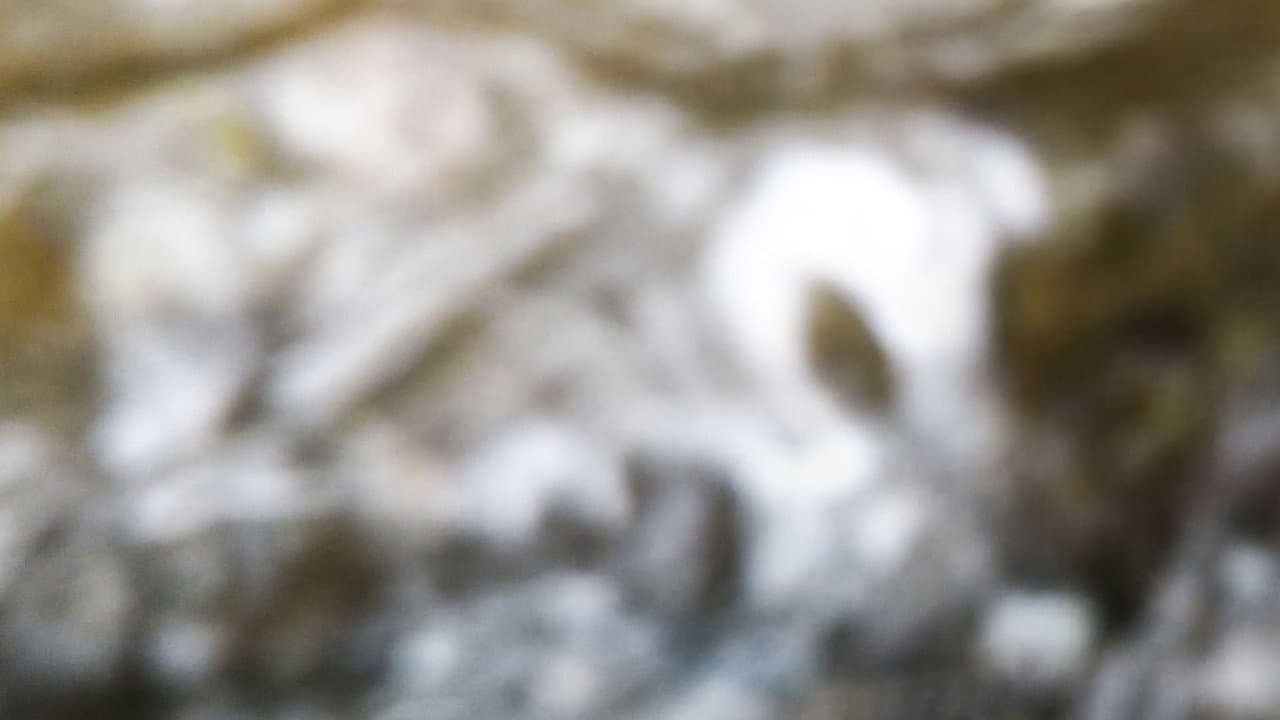 Metamorfose