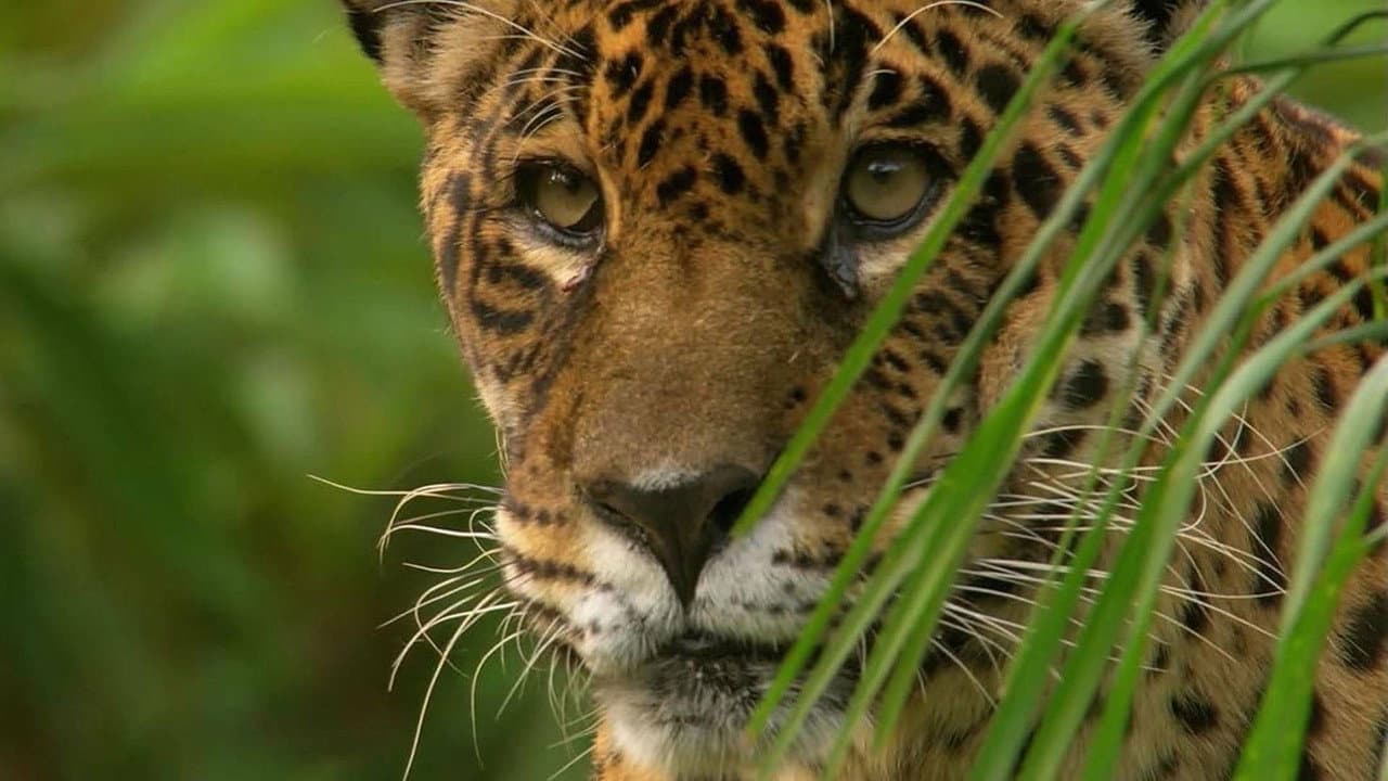 Juguar: El rey de la jungla