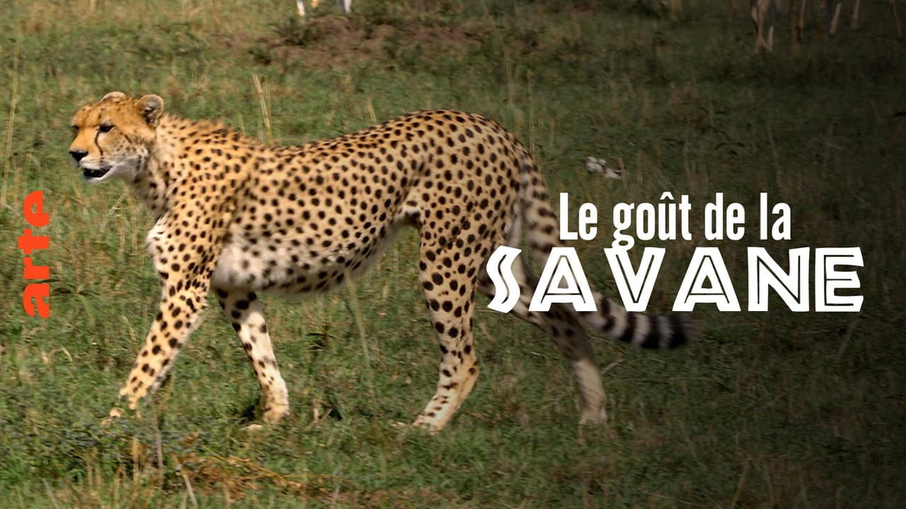 El sabor de la sabana. Herbivoros y carnivoros