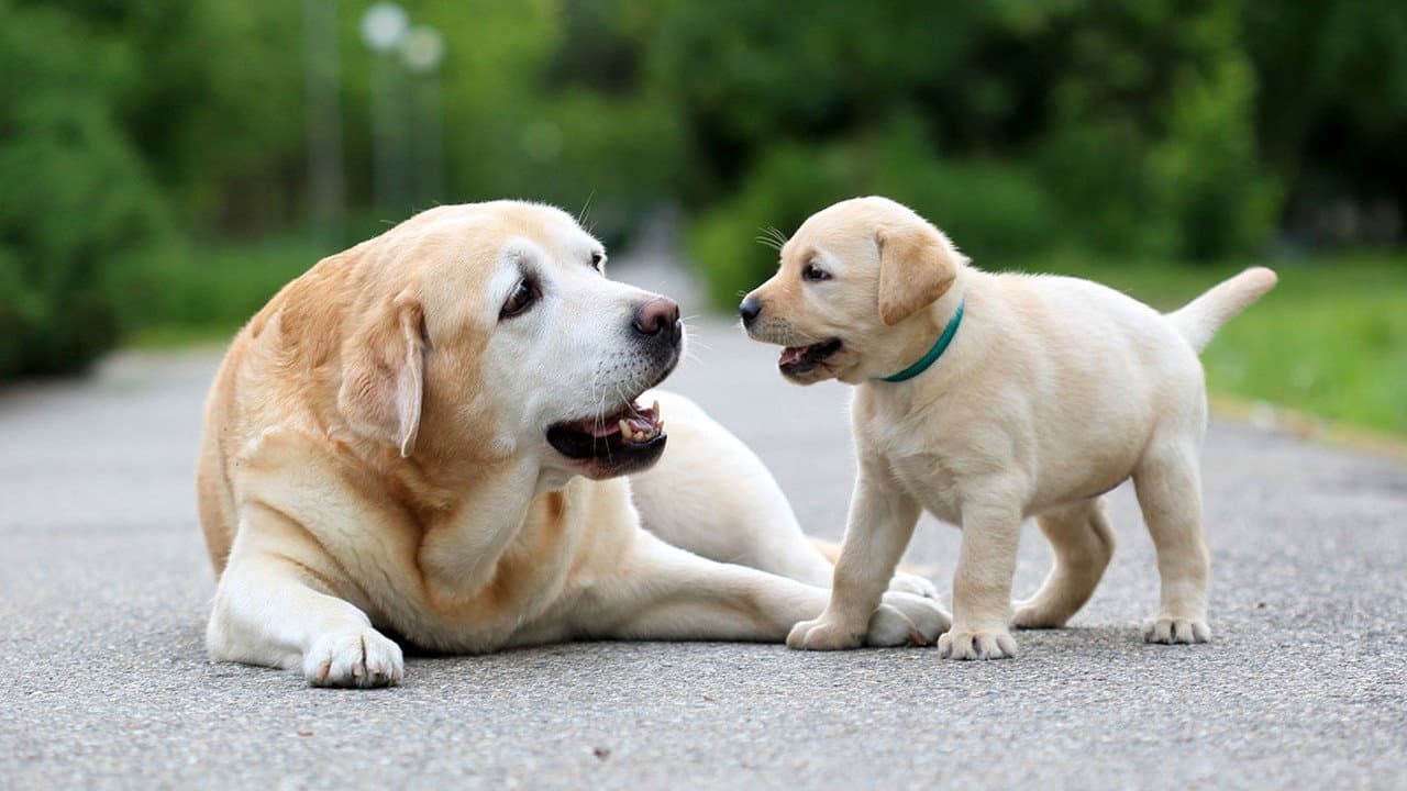 El mundo de los perros