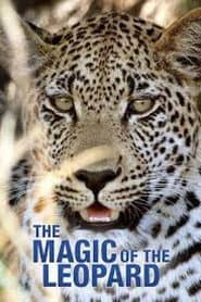 Die Magie des Leoparden
