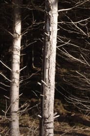 Recreational Forest