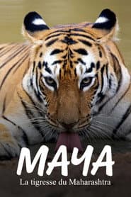 Maya, la tigresse du Maharashtra