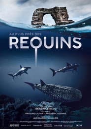 Tiburones de cerca