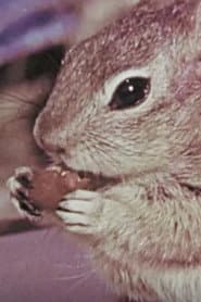Squeak the Squirrel