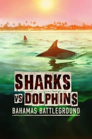 Tiburones vs delfines: batalla en las Bahamas