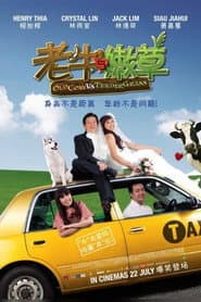 Old Cow Vs Tender Grass