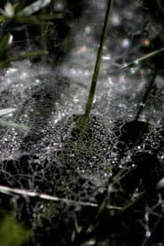 Refractions