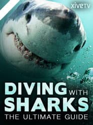 Bucear entre tiburones