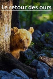Le retour des ours