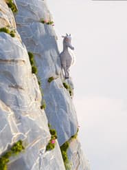La légende de la chèvre qui connaissait le vrai sens de la montagne