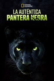 La Verdadera Pantera Negra
