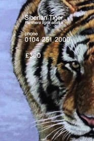 Siberian Tiger