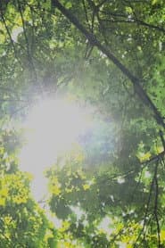 Dreams of Sunlight Through Trees