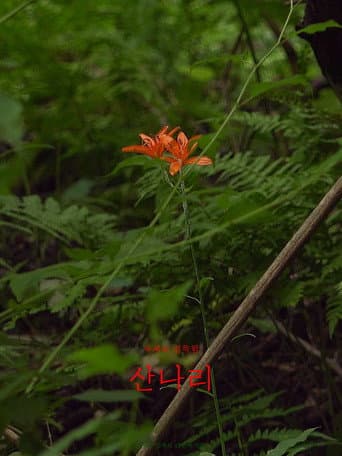 산나리