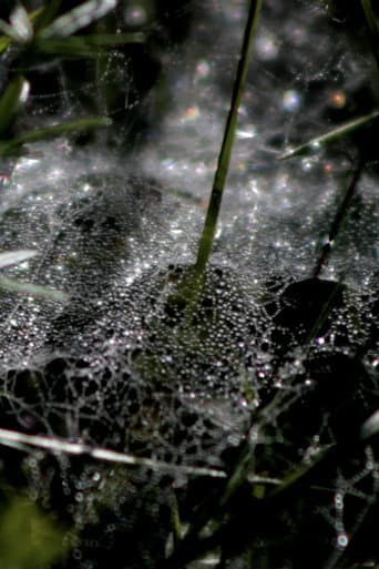 Refractions