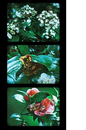 Flores (III)
