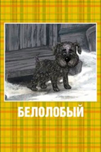 Белолобый