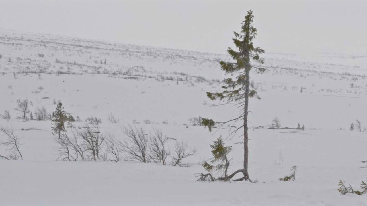 Un arbre és un arbre
